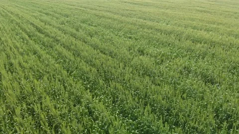 Drone moving forward just above a large field of corn Vídeo Stock 142181389