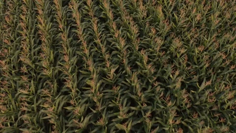 Drone moving forward over corn field while rising camera upwards Stock Footage 117828920