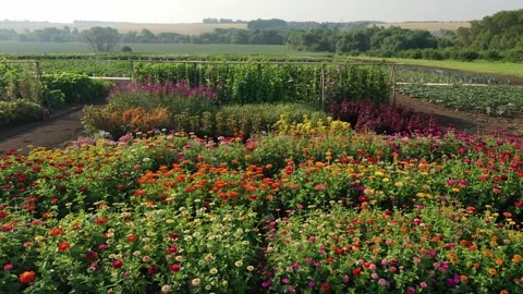 Drone moving forward over cultivated flower rows Stock-Footage 328336969