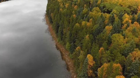 Drone moving forward over a dense forest setting with autumn colors Stock Footage 117866515