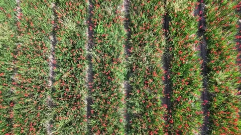 Drone moving forward over flower field top down view Video stock 346319207