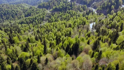 Drone moving forward from pine green woods forest to snow mountains with blue Stock Footage 123221654
