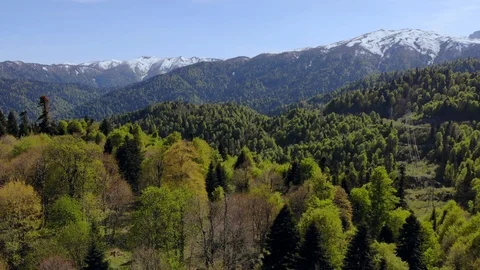 Drone moving forward from pine green woods forest to snow mountains with blue Stock Footage 123221795