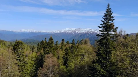 Drone moving forward from pine green woods forest to snow mountains with blue Stock Footage 123222579