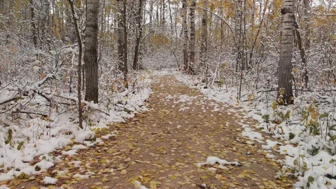 Drone moving forward slowly close to trail through a snowy forest Stock Footage 117735670