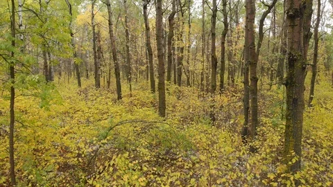 Drone moving forward slowly through brightly colored trees autumn forest. Stock Footage 117122053