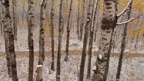 Drone moving forward slowly through a snow covered brightly colored forest Stock Footage 117735580