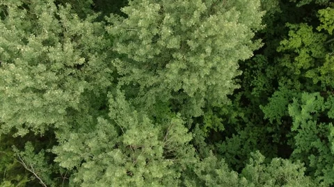 Drone moving forward in top down forest view Stock Footage 323576057