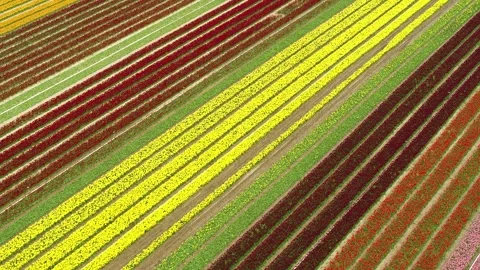 Drone moving forwards over beautiful colorful tulip fields Stock Footage 273863530