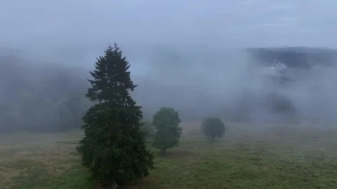 Drone Moving Over Pine Trees into Dense Fog Video stock 289466326