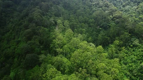Drone moving over a rainforest tree canopy Stock Footage 295369693