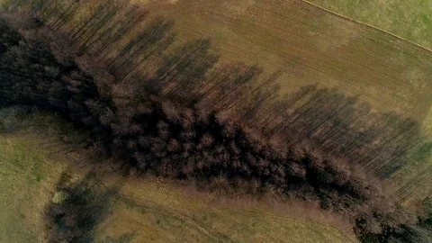 Drone moving overhead over fields and pinewood Stock Footage 88546839