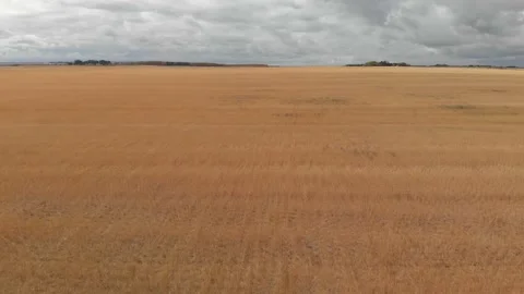 Drone moving quickly just above a harvested wheat field  Stock Footage 141392708