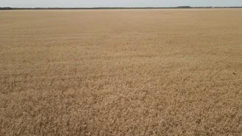 Drone moving quickly just above a wheat field that is ready for harvest.  Stock Footage 245999670