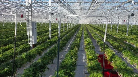 Drone moving sideways near strawberry plants indoors Stock Footage 327692553