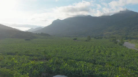 Drone Moving Sideways Over Banana Valley Below Forested Mountains Stock Footage 343433275