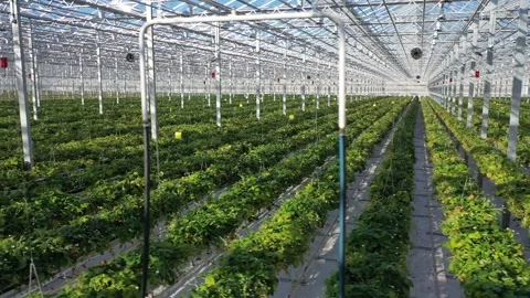 Drone moving sideways over strawberry plants Stock Footage 327494040
