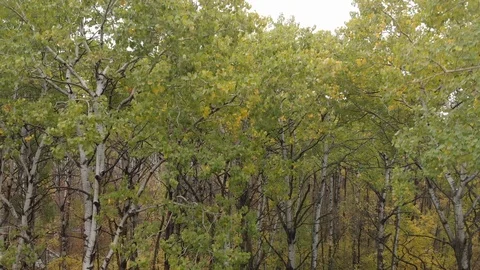Drone moving sideways through brightly colored trees autumn forest. Stock Footage 117121656