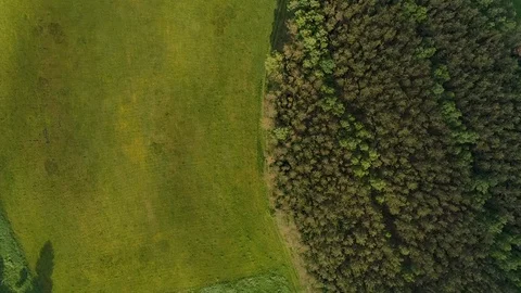 Drone moving slow overhead over fields and pinewood Stock Footage 90950979
