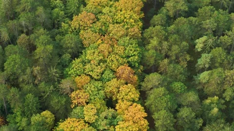 Drone moving slowly backwards over beautiful Danish forest in the spring time Stock Footage 305565133