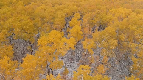 Drone moving slowly forward above the treetops of a stunning scene  Stock Footage 117735919