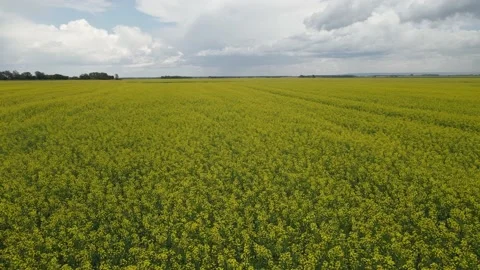 Drone moving slowly forward above a bright yellow canola field  Stock Footage 219225421
