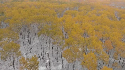 Drone moving slowly forward over a bright orange early winter forest.  Stock Footage 139872901