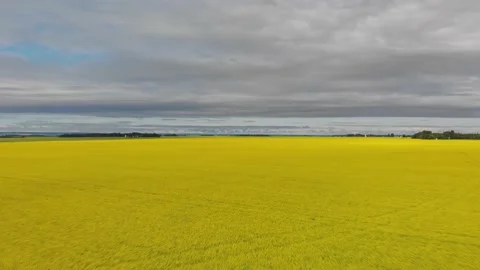 Drone moving slowly forward over a vast field of blooming canola Stock Footage 141609347
