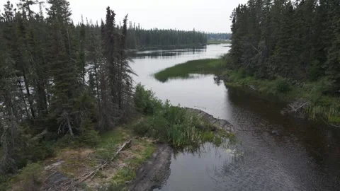Drone moving slowly forward through an evergreen forest  Stock Footage 275449526