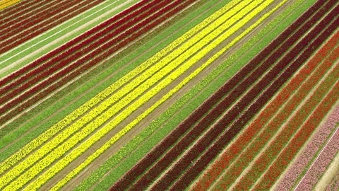 Drone moving slowly forwards over beautiful colorful tulip fields Stock Footage 273863620