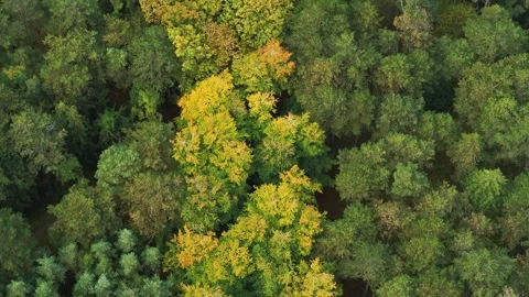Drone moving slowly forwards over beautiful Danish forest in the spring time Stock Footage 305565120