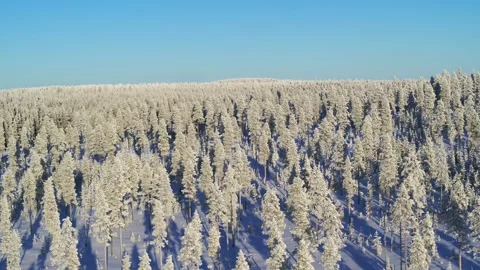 Drone moving slowly sideways over snow filled sun soaked forest in Finland Stock Footage 275261463