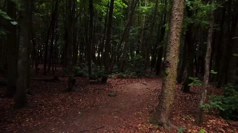 Drone moving through a forest Stockbeeldmateriaal 155574529