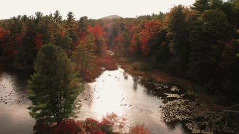 Drone of New England Fall Foliage - Sunset - Family of Ducks swimming on Lake Stock Footage 347078347
