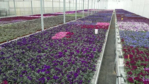 Drone - Nice Right to Left Cruise View of Flower Beds - High Greenhouses Stock Footage 314227308