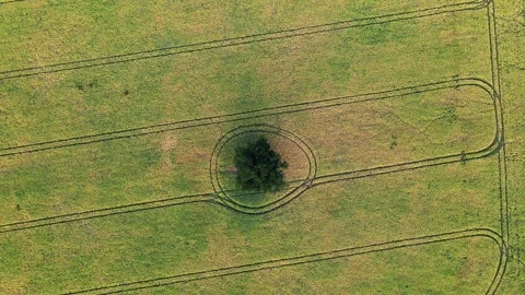 Drone of Oak Tree in Field Rotation Aerial 動画素材 137065485
