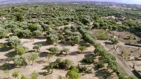 Drone of olive fields with etna volcano in background in sicily Stock Footage 233740991