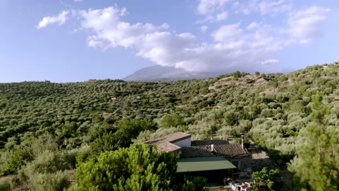 Drone of olive fields with etna volcano in background in sicily 스톡 동영상 233741751