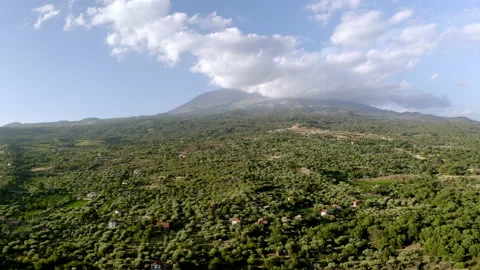 Drone of olive fields with etna volcano in background in sicily Video stock 233742710
