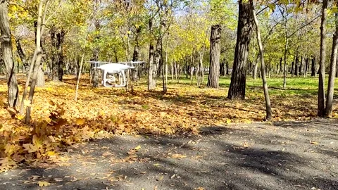 Drone operator Phantom 3 disperses fallen leaves in an autumn park Video stock 163813253