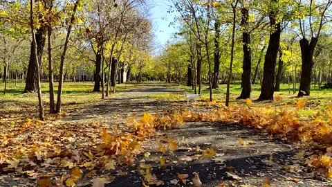 Drone operator Phantom 3 disperses fallen leaves in an autumn park Video stock 163813306