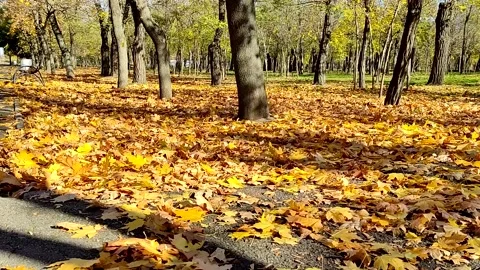 Drone operator Phantom 3 disperses fallen leaves in an autumn park Video stock 163813316