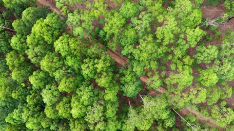 Drone Orbit Above a Forest Canopy and Village Road Stock Footage 315112844