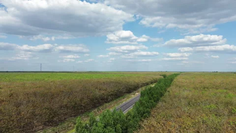 Drone Orbit Above Road Between Rubber Plantations, Southern Vietnam Stock Footage 329914414