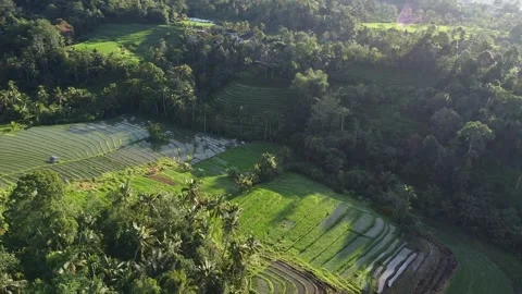 Drone Orbit Aerial View of Lush Rice Terraces in Bali Indonesia Stockbeeldmateriaal 330097419