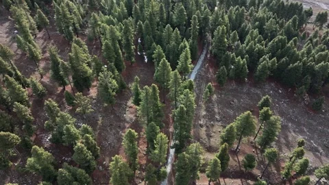 Drone orbit of a alpine road passing through pine tree forest Stock Footage 334014483