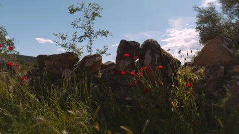 Drone Orbit Around Drystone Wall with Poppies, Valle del Tiétar, Spain, 4K Stock-Footage 335076764