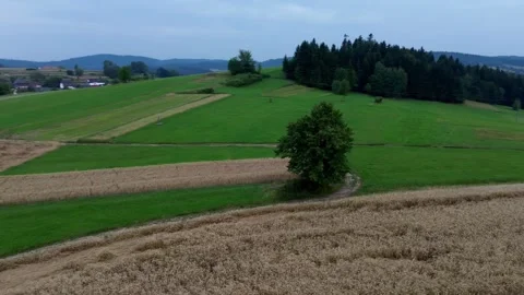 Drone orbit around lone tree in mountain valley field Stock Footage 313950221