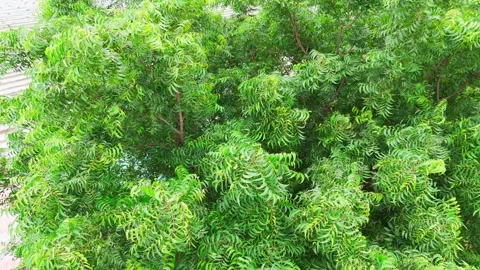 Drone Orbit Around Lush Neem Tree with Agricultural Field in Background Stock Footage 346495009