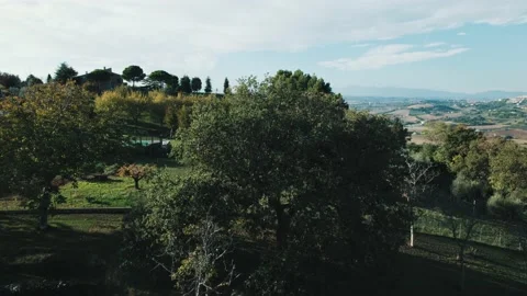Drone Orbit around a Oak Tree 스톡 동영상 220413373